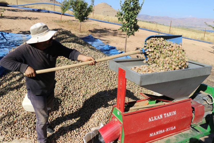 Elazığ'da hasadı başladı. 400 ton rekolte bekleniyor - Fotoğraf: 8